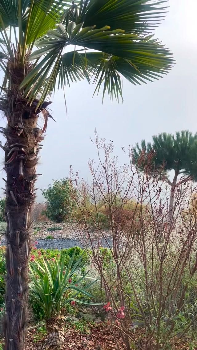 Instagram post from balatonibotanikuskert. This post is in position 1.