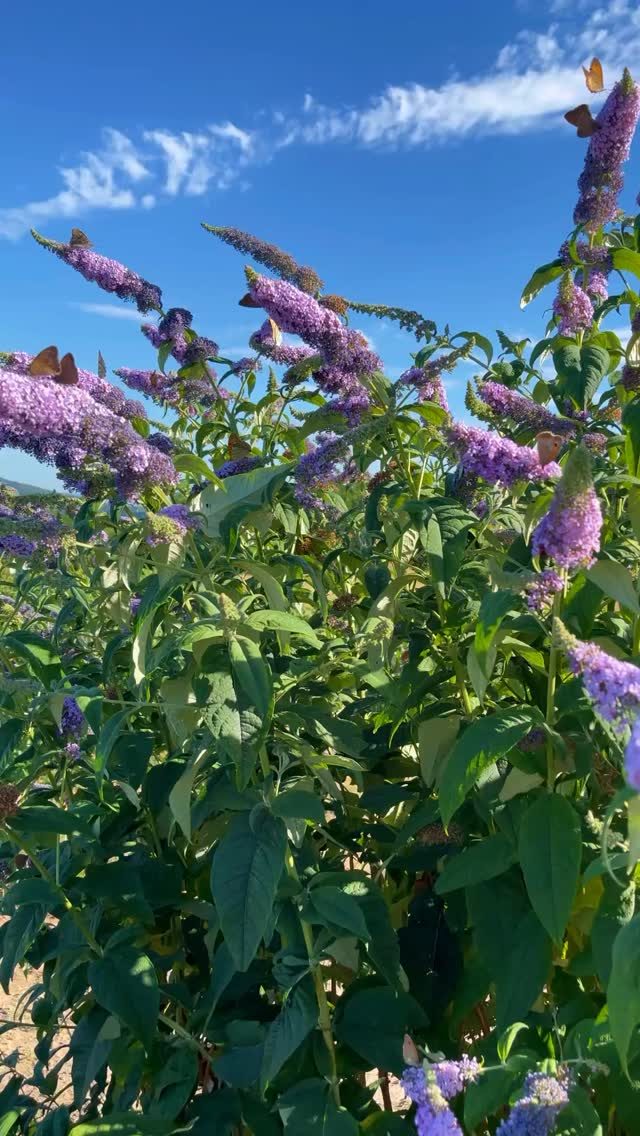 Instagram post from balatonibotanikuskert. This post is in position 1.